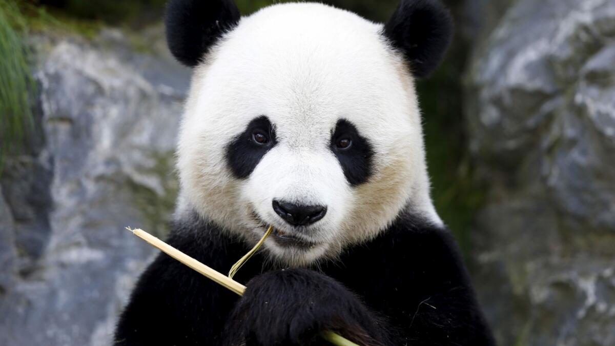 Panda eyes, be gone!